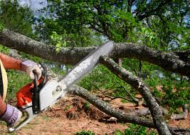 How Our Tree Care Process Works  in  Portland, TN